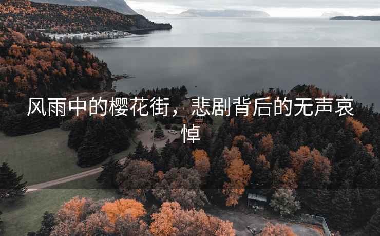 风雨中的樱花街，悲剧背后的无声哀悼